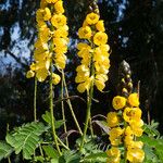 Senna didymobotrya Blüte