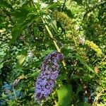 Buddleja alternifoliaBlomma