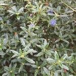 Ceanothus impressus पत्ता