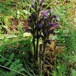 Orobanche purpurea Costuma