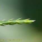 Lycopodium × issleri Fruto