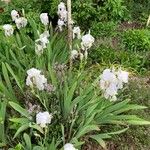 Iris albicansFlower