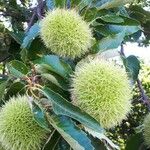 Castanea sativa Плод