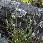 Moenchia erecta Plante entière