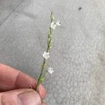 Oxygonum sinuatum Flower