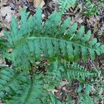 Polypodium californicum Hábito