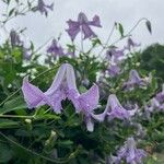 Clematis crispa Blomma