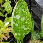 Pulmonaria officinalis Hoja