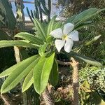 Pachypodium lamerei Alkat (teljes növény)