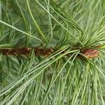 Pinus koraiensis 葉