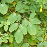 Dactylicapnos scandens Ліст