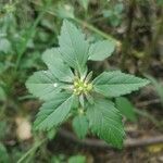 Euphorbia dentata Blomst