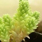 Sedum acre Ліст