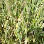 Lagurus ovatus (Plante entière)