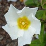 Cistus sintenisii 花