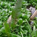 Rumex hydrolapathumLeaf