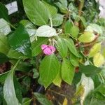 Impatiens flaccida പുഷ്പം