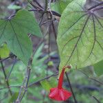 Piper borbonense Leaf