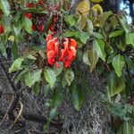 Erythrina falcata Flor