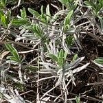 Lavandula pedunculata Blatt