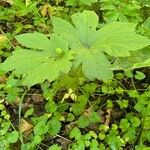 Hydrastis canadensis Leaf