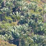 Ravenala madagascariensis 葉