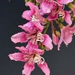 Ceiba speciosa Λουλούδι