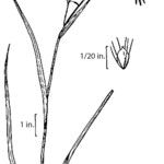 Scirpus pendulus 花