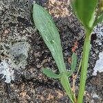 Rumex acetosella Leaf