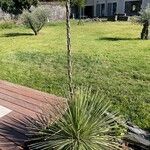 Yucca elata Frunză