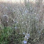 Cichorium intybus Elinympäristö