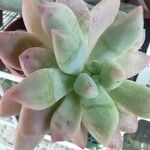 Graptosedum 'Francesco Baldi' o Graptosedum Darley SunsineHoja