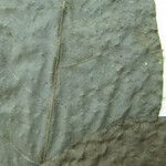 Neea floribunda Other