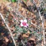 Leptospermum scoparium Květ