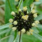 Omalotheca norvegica Flower