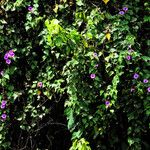 Ipomoea rubens Хабит