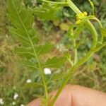 Rorippa palustris Leaf