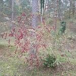 Berberis vulgaris Habit