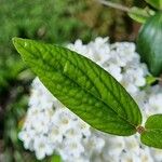 Viburnum carlesii Leaf