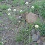 Cyperus niveus Συνήθη χαρακτηριστικά