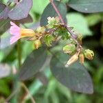 Oxalis barrelieri Flower