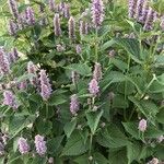 Agastache foeniculum Natur