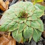 Ludwigia palustris Leaf