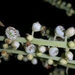 Clethra hondurensis Fruit