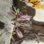 Polygala rupestris Flower