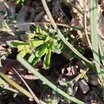 Genista pilosa Leaf