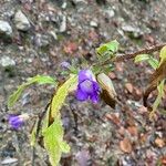 Campanula medium Flower