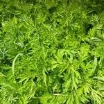 Artemisia princeps List