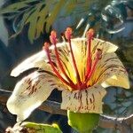 Kigelia africana Kwiat