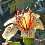 Kigelia africana Çiçek